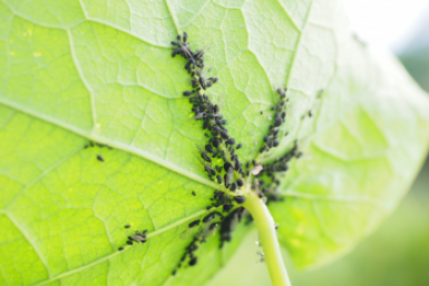 Тематическое фото pxhere.com (18+).