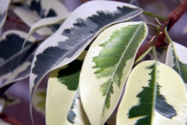 Тематическое фото pxhere.com (18+)