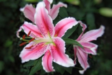 Тематическое фото pxhere.com