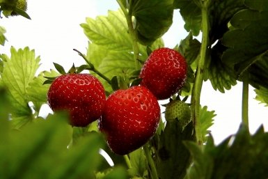 Тематическое фото pxhere.com (18+)