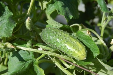 Тематическое фото pxhere.com (18+)