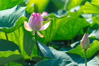 Лотос на миллион: как один цветок превращается в статью УК