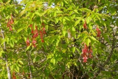 Американский клен объявили вне закона: чем опасно это дерево