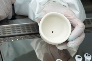 Россиянам рассказали, как действовать сразу после укуса клеща