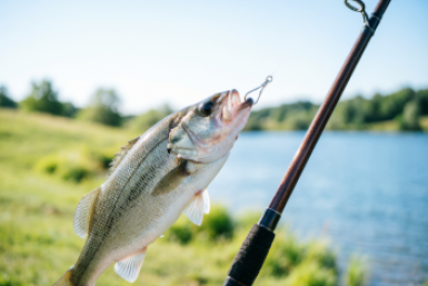 Тематическое фото Создано при помощи ИИ.