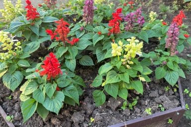 Цветочная клумба во дворе дома может обойтись штрафом в 5 тысяч рублей