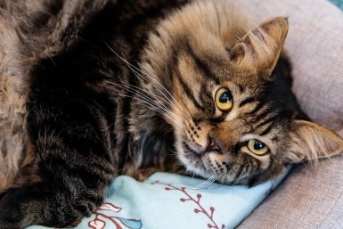 Благотворительная выставка-раздача бездомных животных пройдёт во Владивостоке 25 апреля