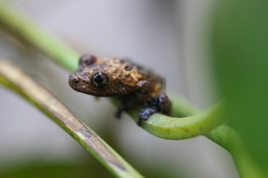 Лягушки-невидимки живут в Приморском океанариуме Пресс-служба Приморского океанариума