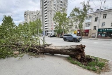 Ветер валит деревья Соцсети