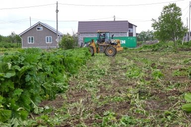 Соседские сорняки угрожают крупными штрафами дачникам пресс-служба администрации Южно-Сахалинска