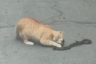 Встреча кота и змеи ОТВ Приморье