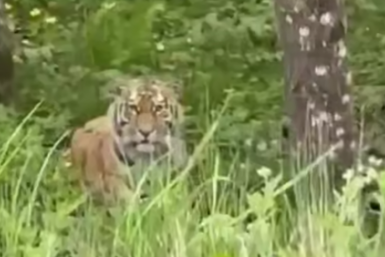 Скриншот видео Телеграм-канал &quotНовости Приморья | Владивостока&quot (18+)