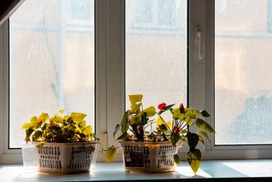Фиалки плохо переносят избыток влаги и холодную воду. Илья Аверьянов, ИА PrimaMedia.ru