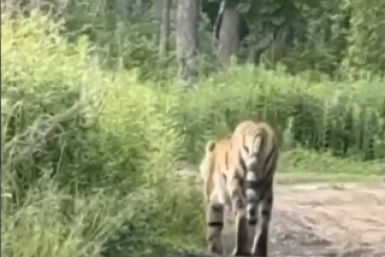 Тигра заметили в районе Большого Камня Скриншот из видео в ТГ-канале (16+) &quotНовости Приморья&quot