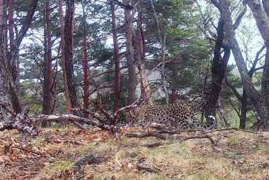 Leo 286F Пресс-служба национального парка &quotЗемля леопарда&quot