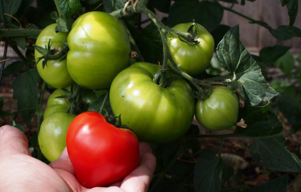 Тематическое фото pxhere.com (18+).