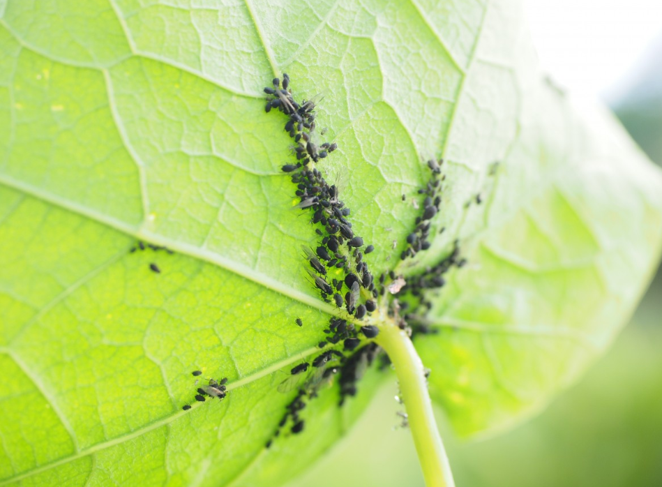 Тематическое фото pxhere.com (18+).