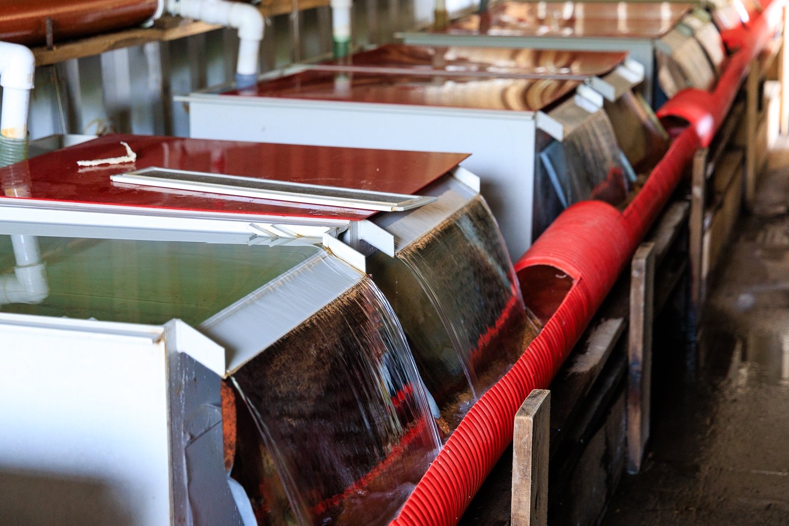 Рыбразвод Евгений  Кулешов, ИА PrimaMedia.ru