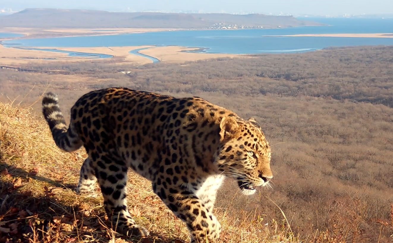 Дальневосточники смогут выбрать имя для третьего котёнка леопарда пресс-служба нацпарка &quotЗемля леопарда&quot
